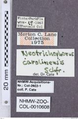 Etikette zu Mulsanteus carolinensis (NHMW-ZOO-COL-0010608)